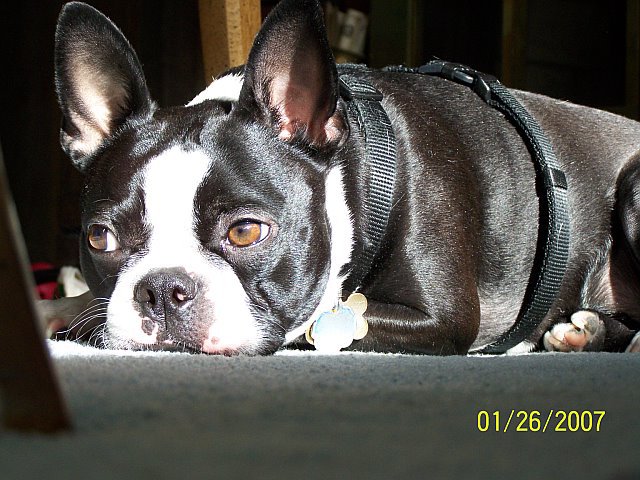can boston terriers give birth naturally?
