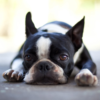 Dog Socialization - Boston Terrier Secrets