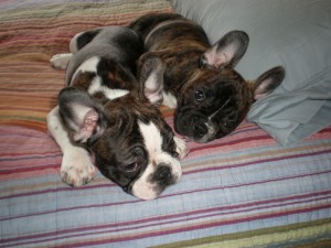 Sleepy frenchies