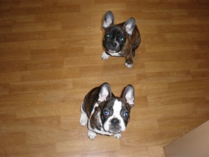 Cute french bull dogs!