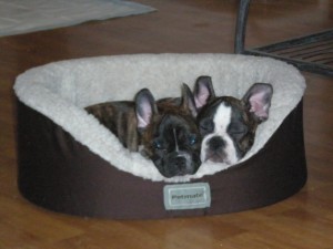 French bull dogs snuggling!