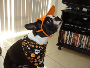 boston-terrier-costume-1