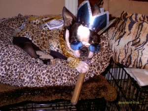 boston-terrier-costume-4