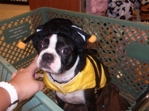 boston-terrier-costume-5