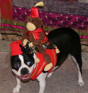 boston-terrier-costume-6