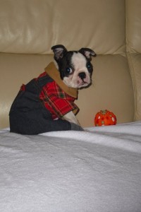 boston-terrier-costume-7