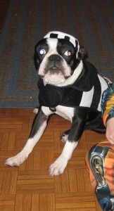 boston-terrier-costume-8