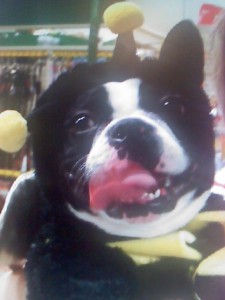 boston-terrier-costume-9