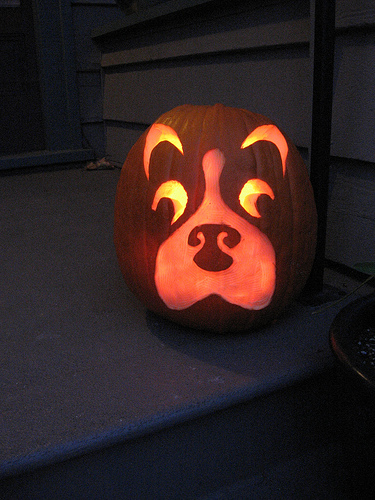 boston terrier pumpkin